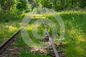Railway in a forest surrounded by trees on a sunny day