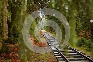 Tracks in the green forest