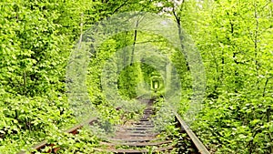 Railway Rails in Summer Green Tunnel