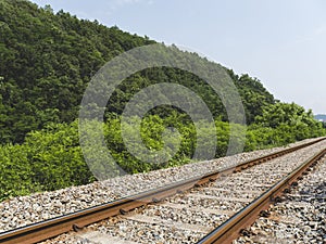 Railway tracks in the forest