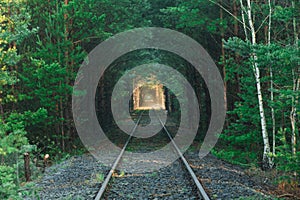 Railway tracks in the morning in a pine forest.