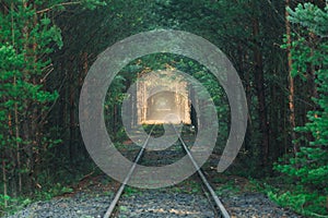 Railway tracks in the morning in a pine forest.