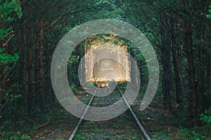 Railway tracks in the morning in a pine forest.