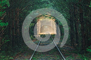 Railway tracks in the morning in a pine forest.