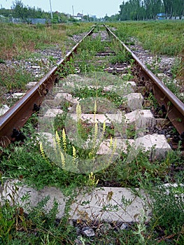 Railway tracks overgrown with wild yellow flowers and green grass. Rails going to the horizon.