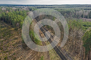 Railway tracks running through the pine forest.