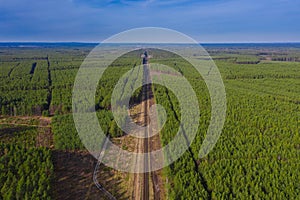 Railway tracks running through the pine forest.