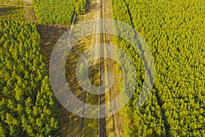 Railway tracks running through the pine forest.