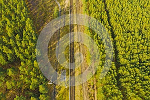 Railway tracks running through the pine forest.