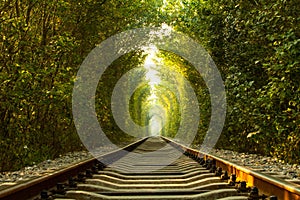 Railway Tunnel of trees