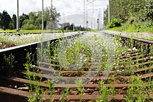 Railway and white flowers of a shepherd's bag Capsella