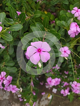 Rain-Adorned Pink Periwinkle in Full Bloom