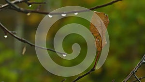 Rain in the autumn garden