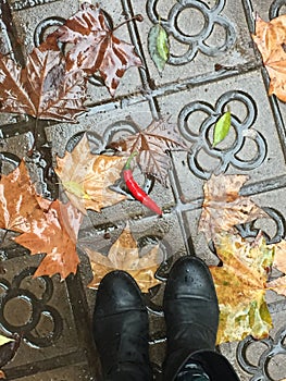 Rain, autumn leaves and chili pepper on the sidewalk