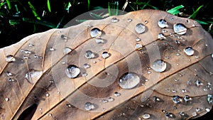 Rain on autumn leaves and water droplets on dead leaves