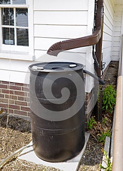 Rain Barrel