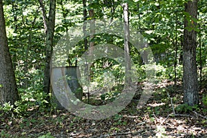 Rain barrel among forest trees