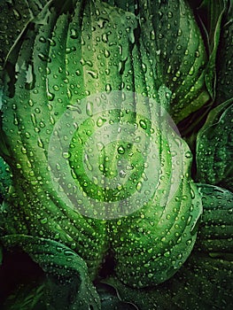 After the rain, beautiful water drops on the green leaf of the host plant as a natural background photo