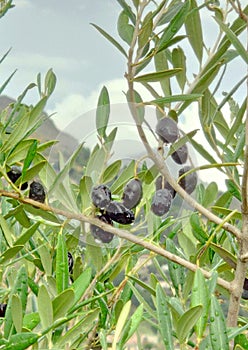 Rain on a black olives Olea europaea branch