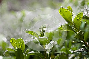 Rain and boxtree