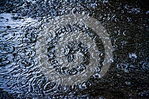 Rain bubbles in a puddle