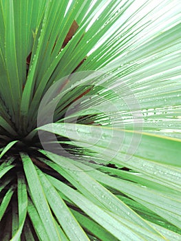 Rain on a Cactus