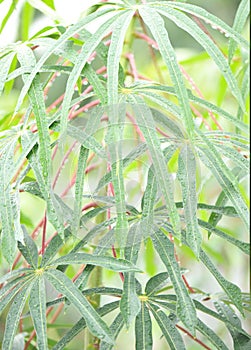 rain on cassava tree leaf