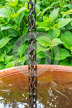 Rain chain with water tank in garden