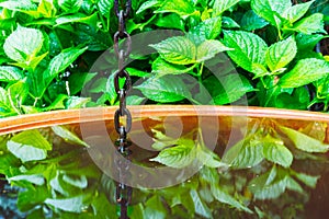 Rain chain with water tank in green garden