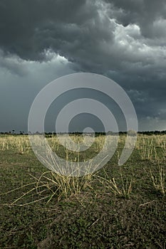 Rain cloud over Africa landscape, Serengeti