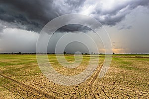 Rain Clouds Come to Dry Rice Field