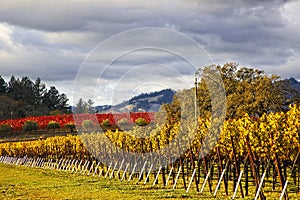 Rain clouds over beautiful yellow vineyard landscape