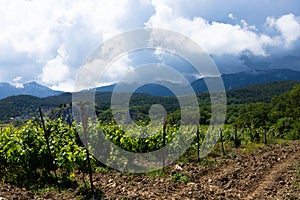 Rain clouds over mountains and a valley with a green vineyard