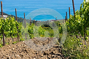 Rain clouds over mountains and a valley with a green vineyard