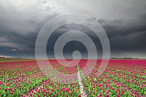 Rain clouds over red tulip field photo