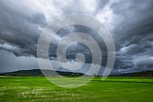 Rain Clouds Over Rice Field