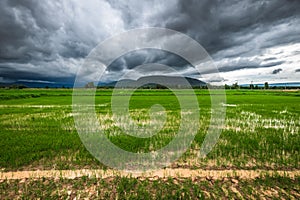 Rain Clouds Over Rice Field