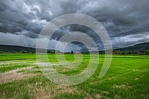 Rain Clouds Over Rice Field