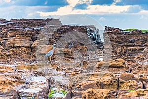 White-faced Heron at the Coast