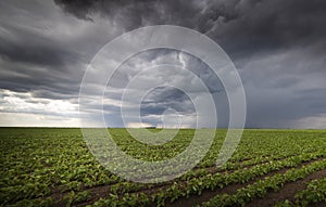 Rain coming over a soybean crop in spring