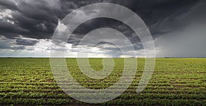 Rain coming over a soybean crop in spring