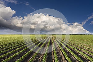 Rain coming over a soybean crop in spring