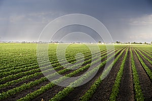 Rain coming over a soybean crop in spring