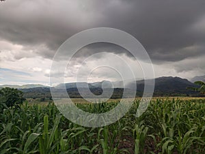 Rain on Corn field in Parepare photo