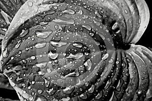 Rain Covered Host in Black and white