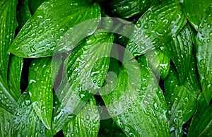 Rain Covered Hostas in Grouping