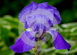 Rain Covered Violet Iris