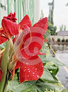Rain days droplts on red flower