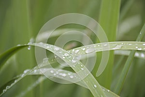 Rain dew drops on a green leaf in the morning garden