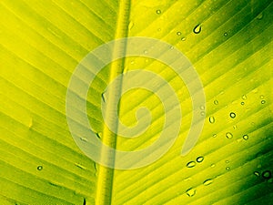 Rain Dops on The Banana Leaf